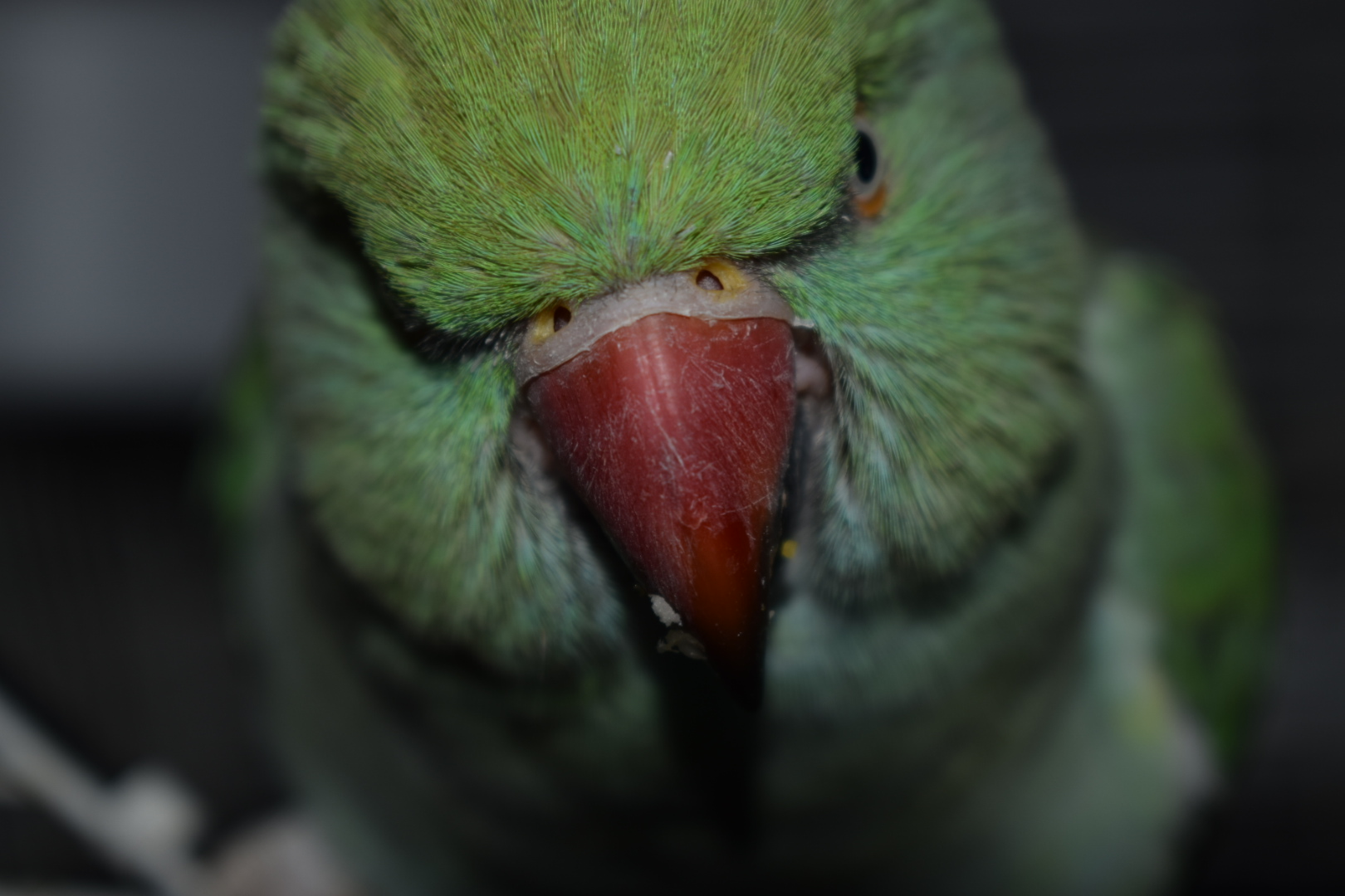 Aiden Ringneck